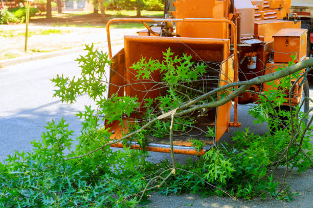 How Our Tree Care Process Works  in  Cathcart, WA